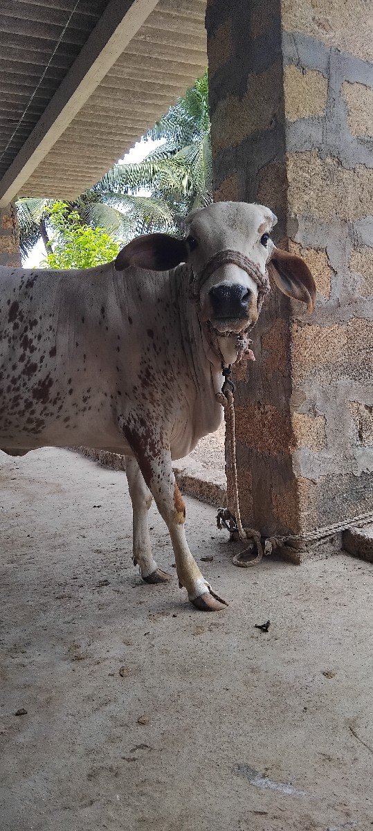 વાછડી વેશવાની