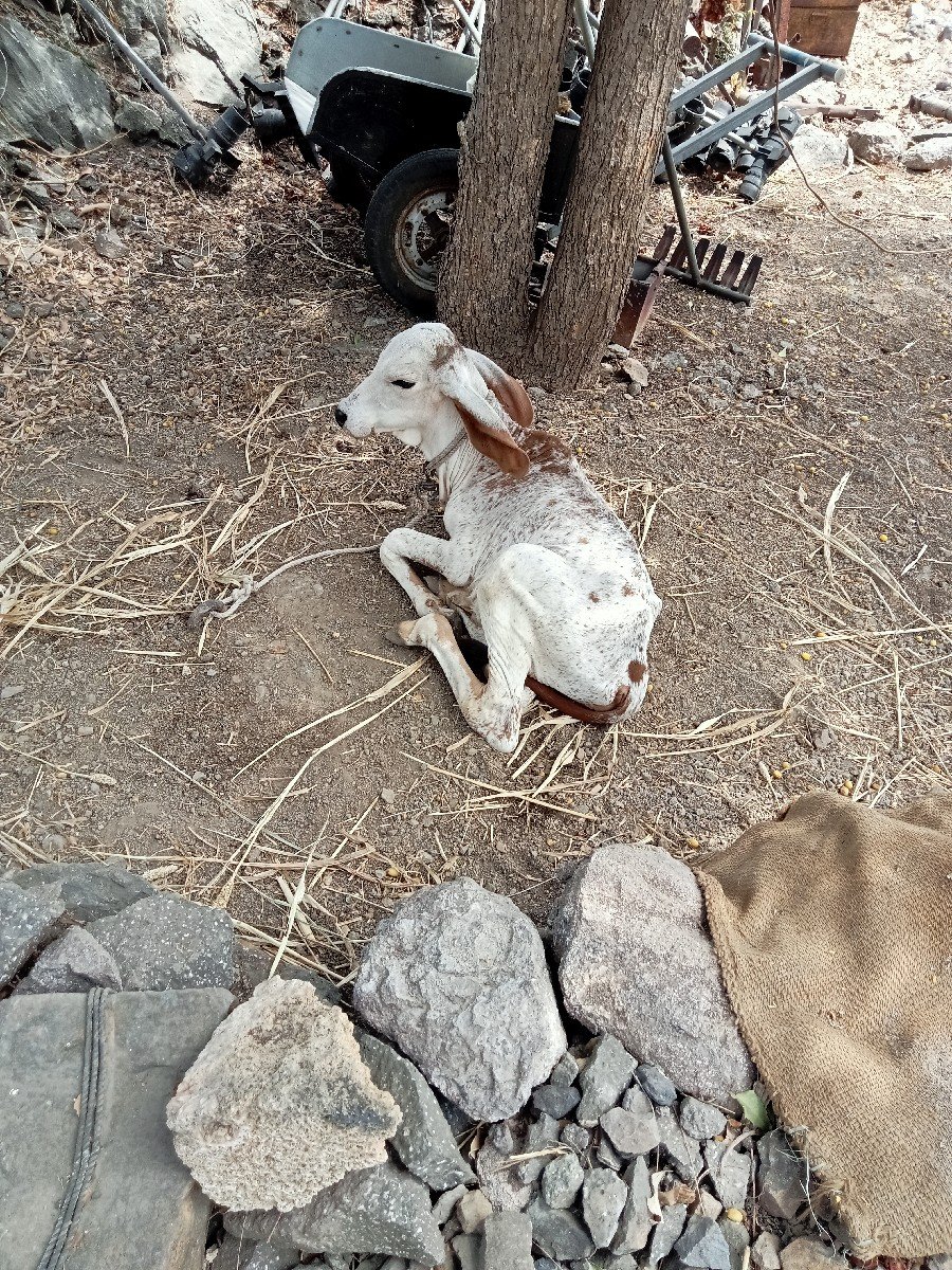ગાય ના સાટા કરવા છે