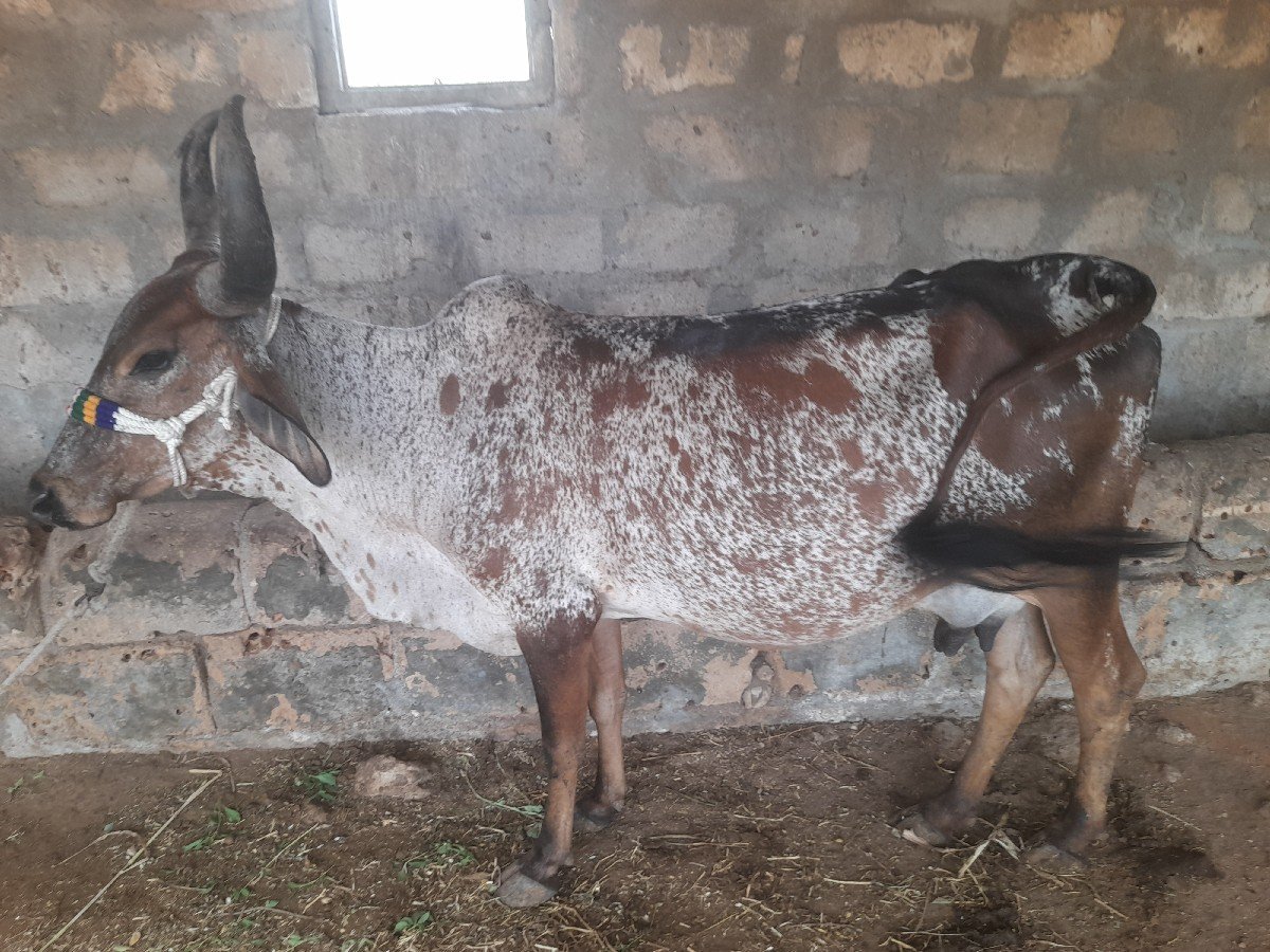 ગાયવેચવાનીછે2જુવેતર