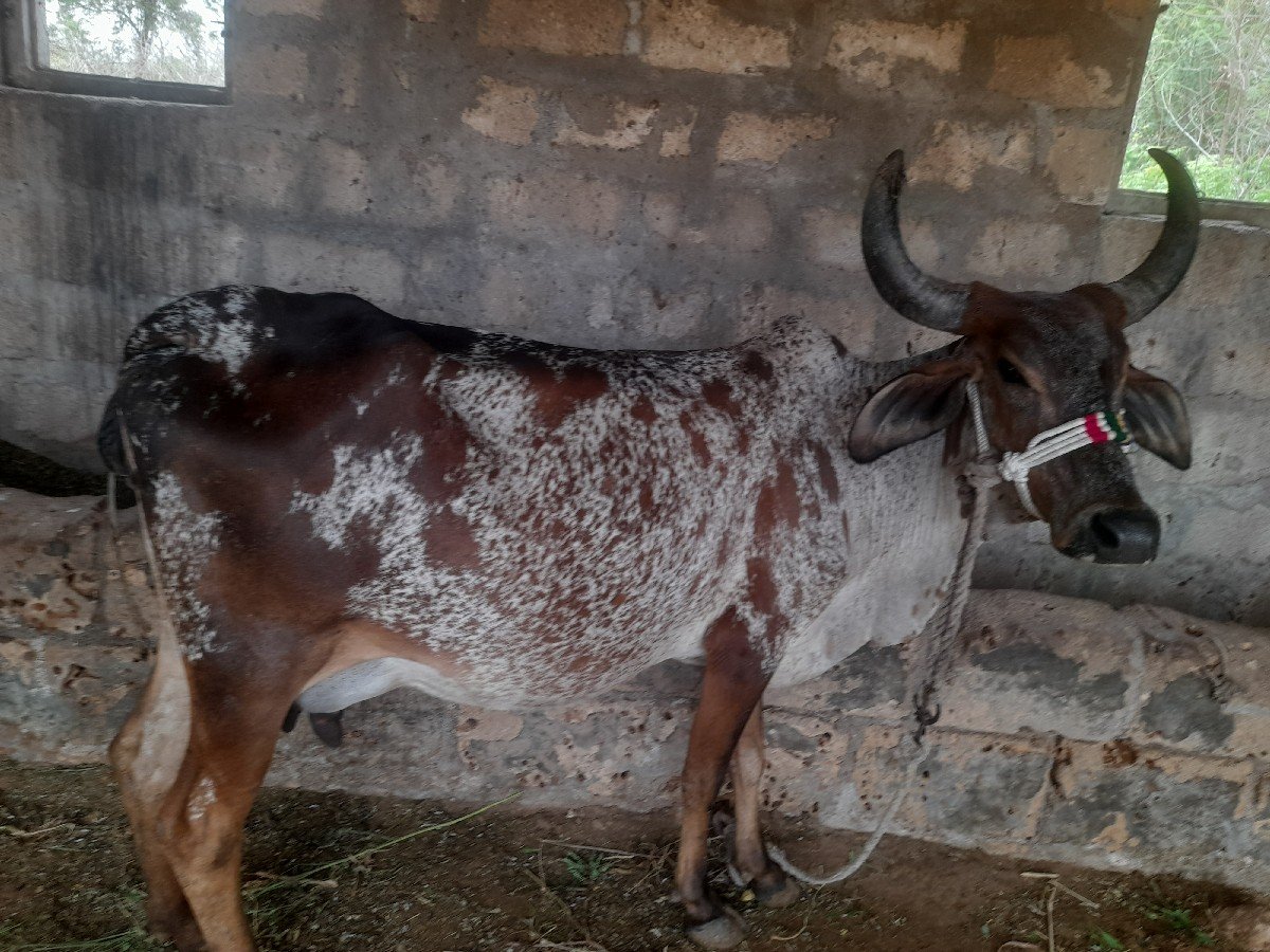 ગાયવેચવાનીછે2જુવેતર