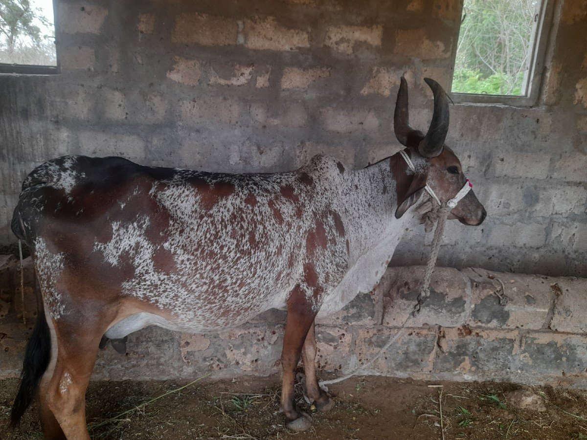 ગાયવેચવાનીછે2જુવેતર