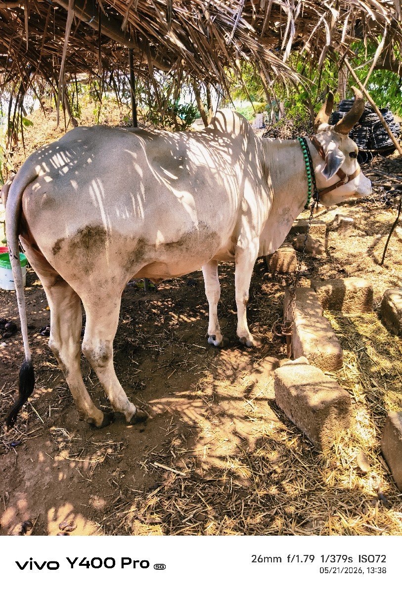 ગાય