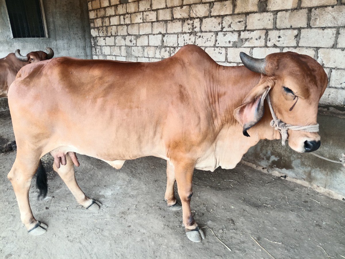 ગાય વેચવાની છે