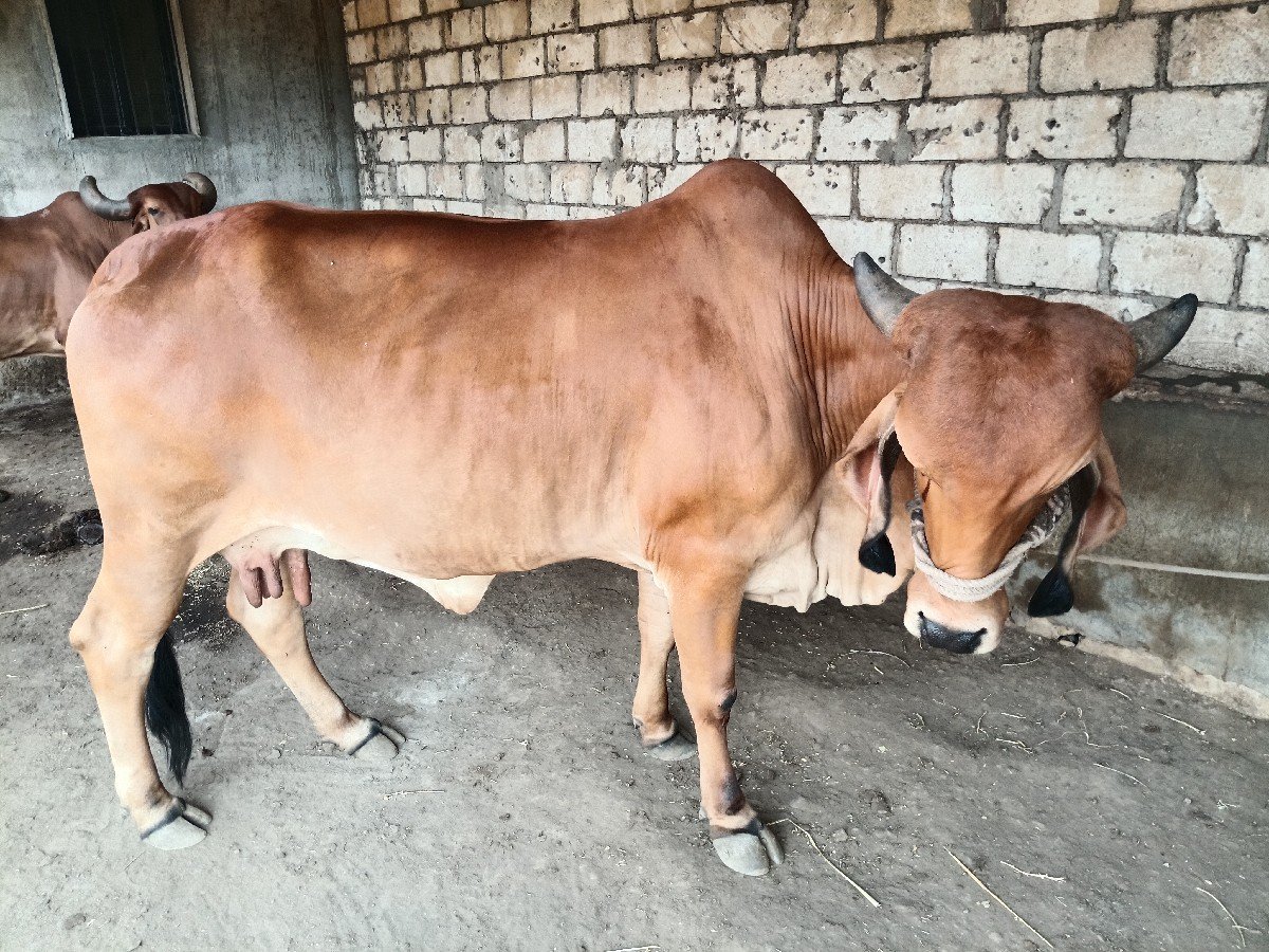 ગાય વેચવાની છે