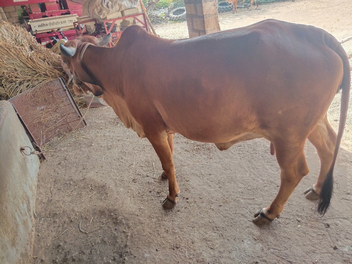 ગાય વેચવાની છે
