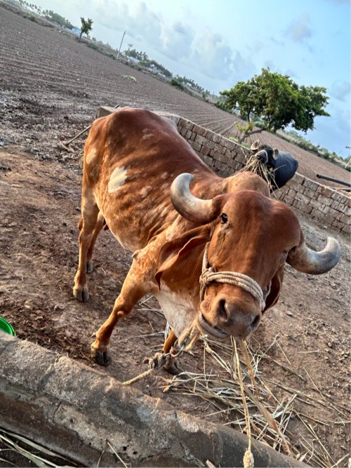 ગાય વેચવાની છે
