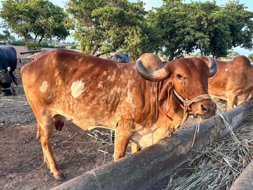 ગાય વેચવાની છે