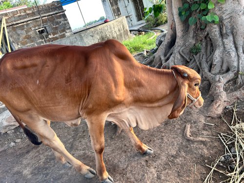 ગાય વેચવાની છે