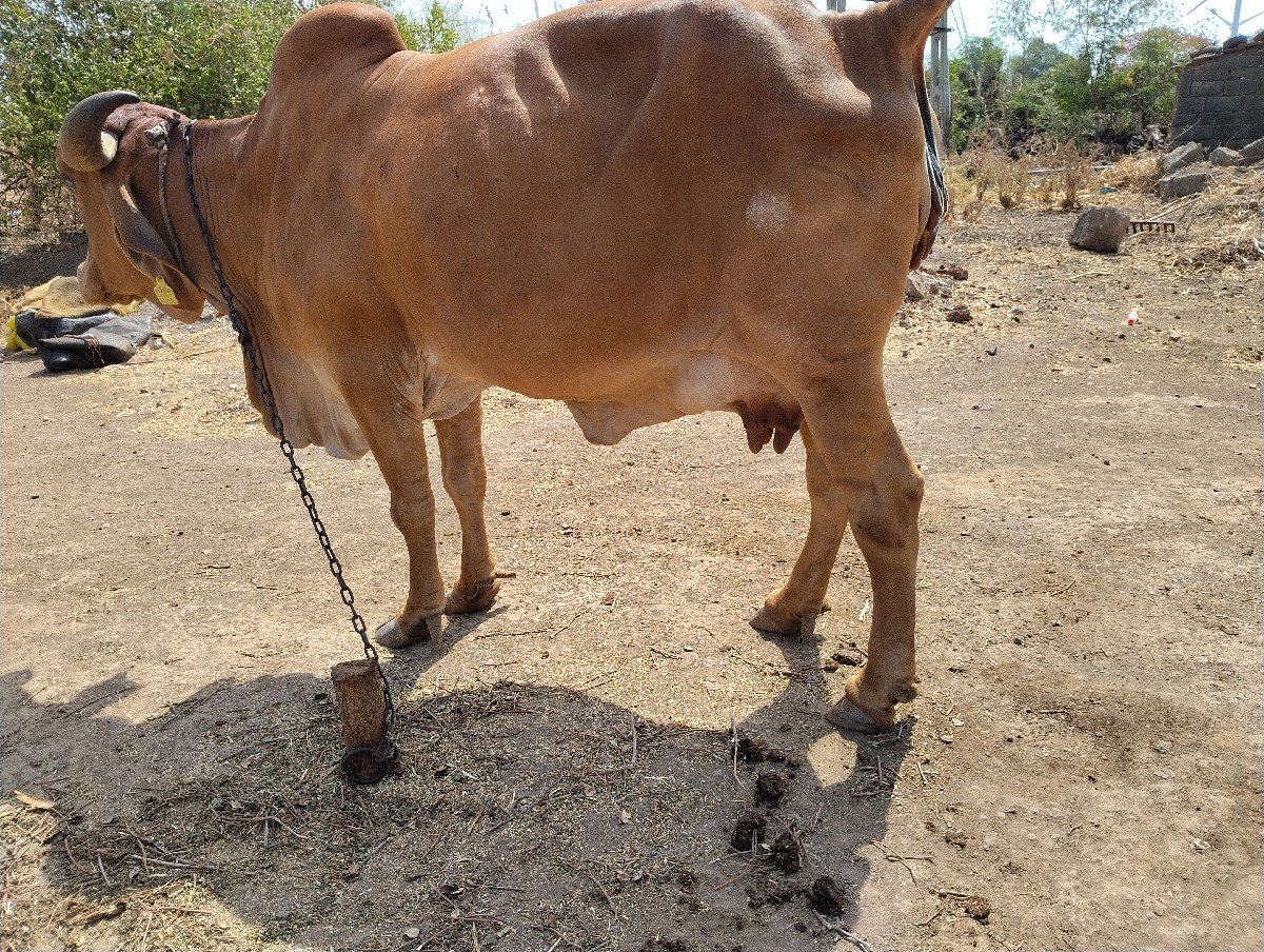 વેચવાની