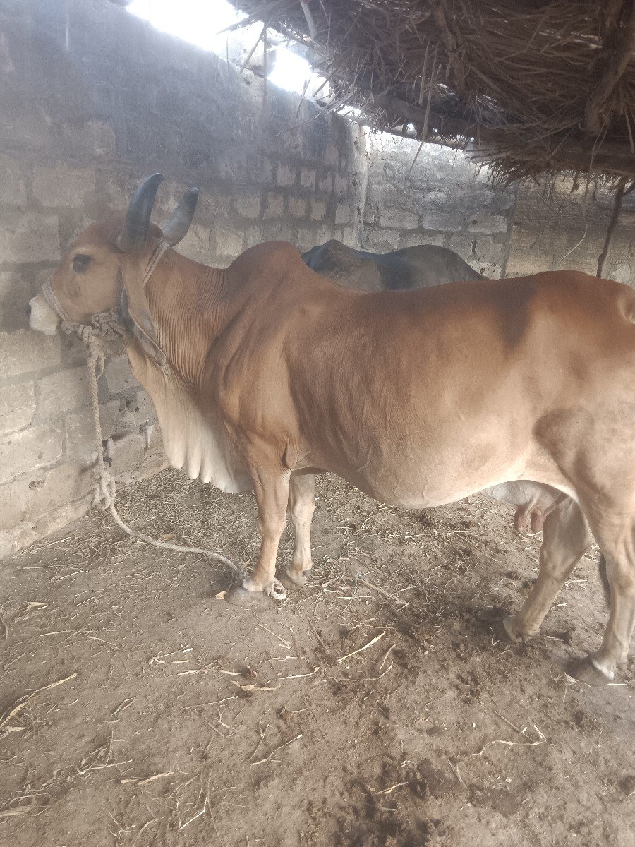 વેચવાની છે