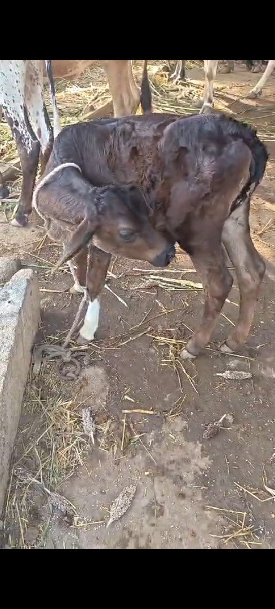 ક્રોસ ગાય વેચવાની છે