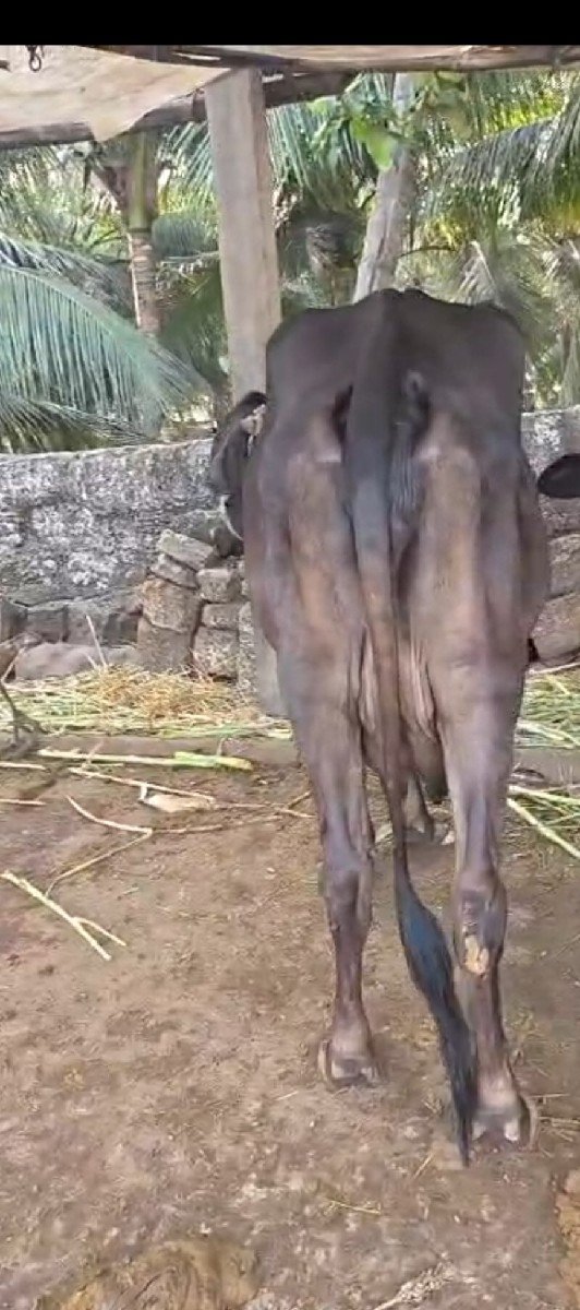 ક્રોસ ગાય વેચવાની છે