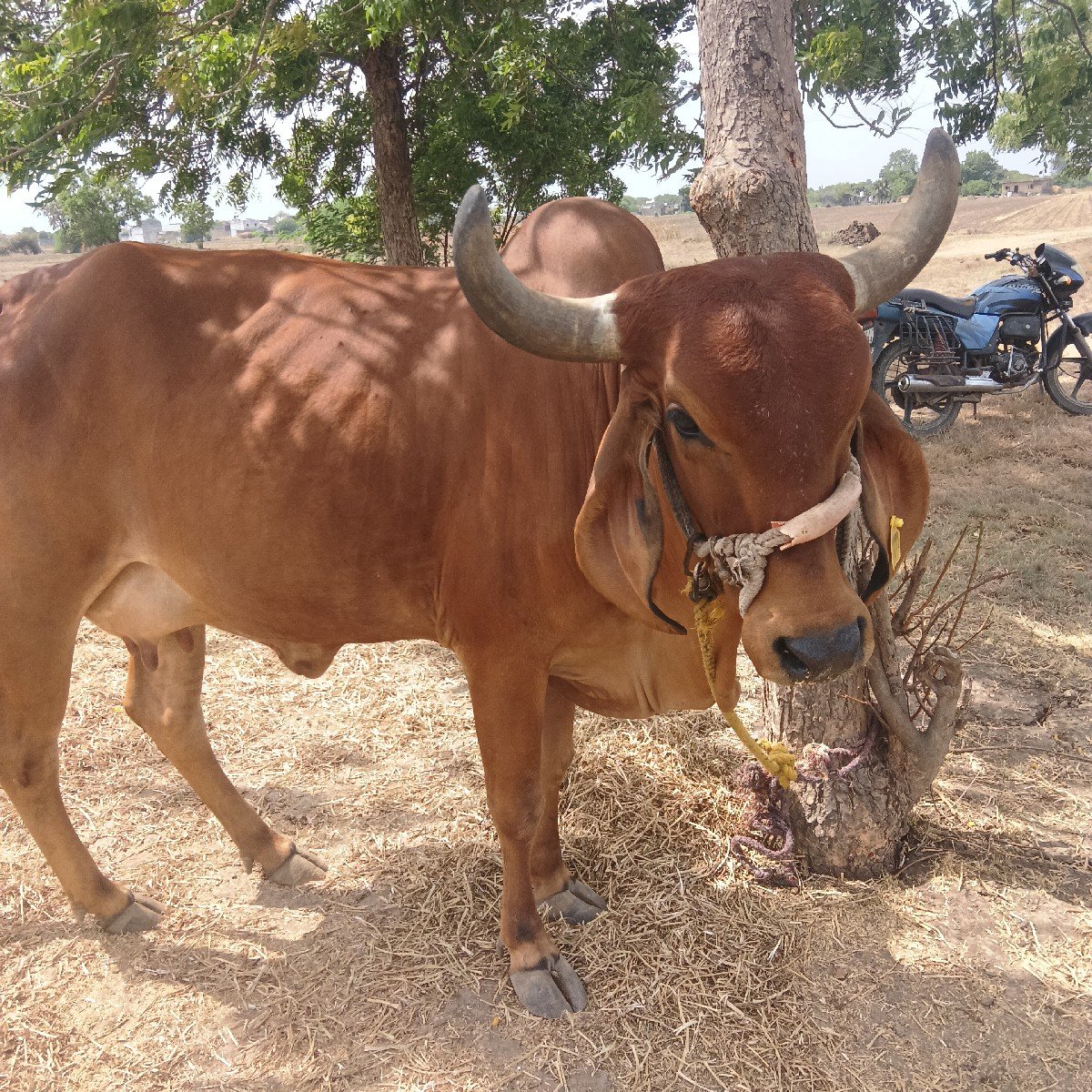 આ ગાય વેચવાની છે