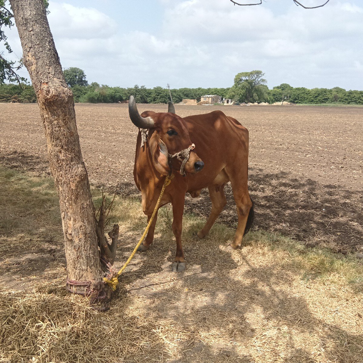 આ ગાય વેચવાની છે