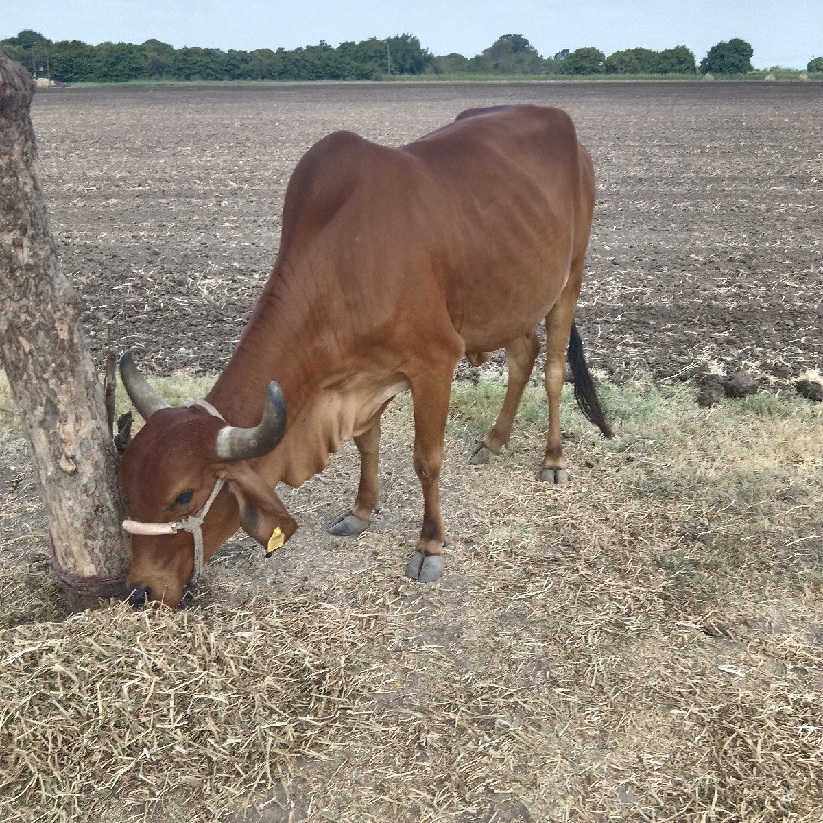 આ ગાય વેચવાની છે