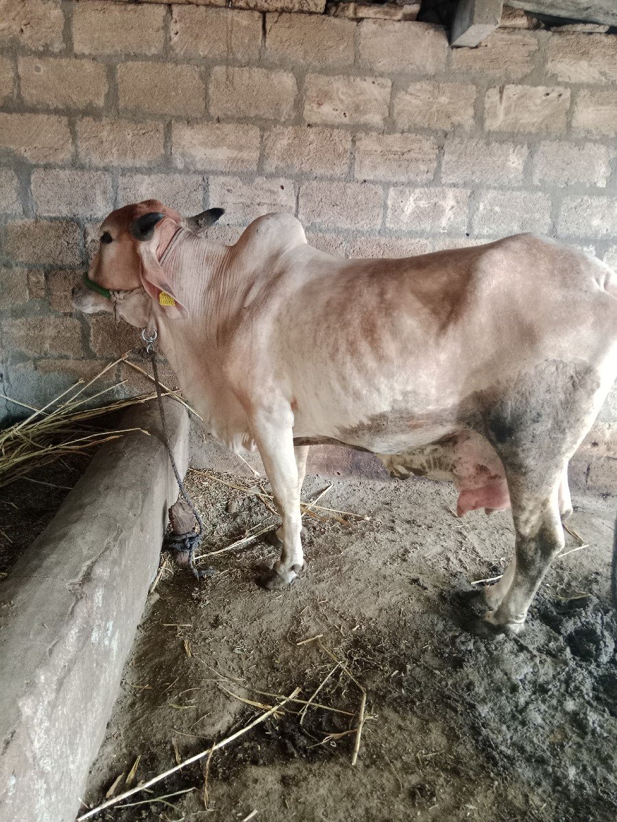 ગાયવેચવાનીછે
આચરતણછે
નીચેવાછડો