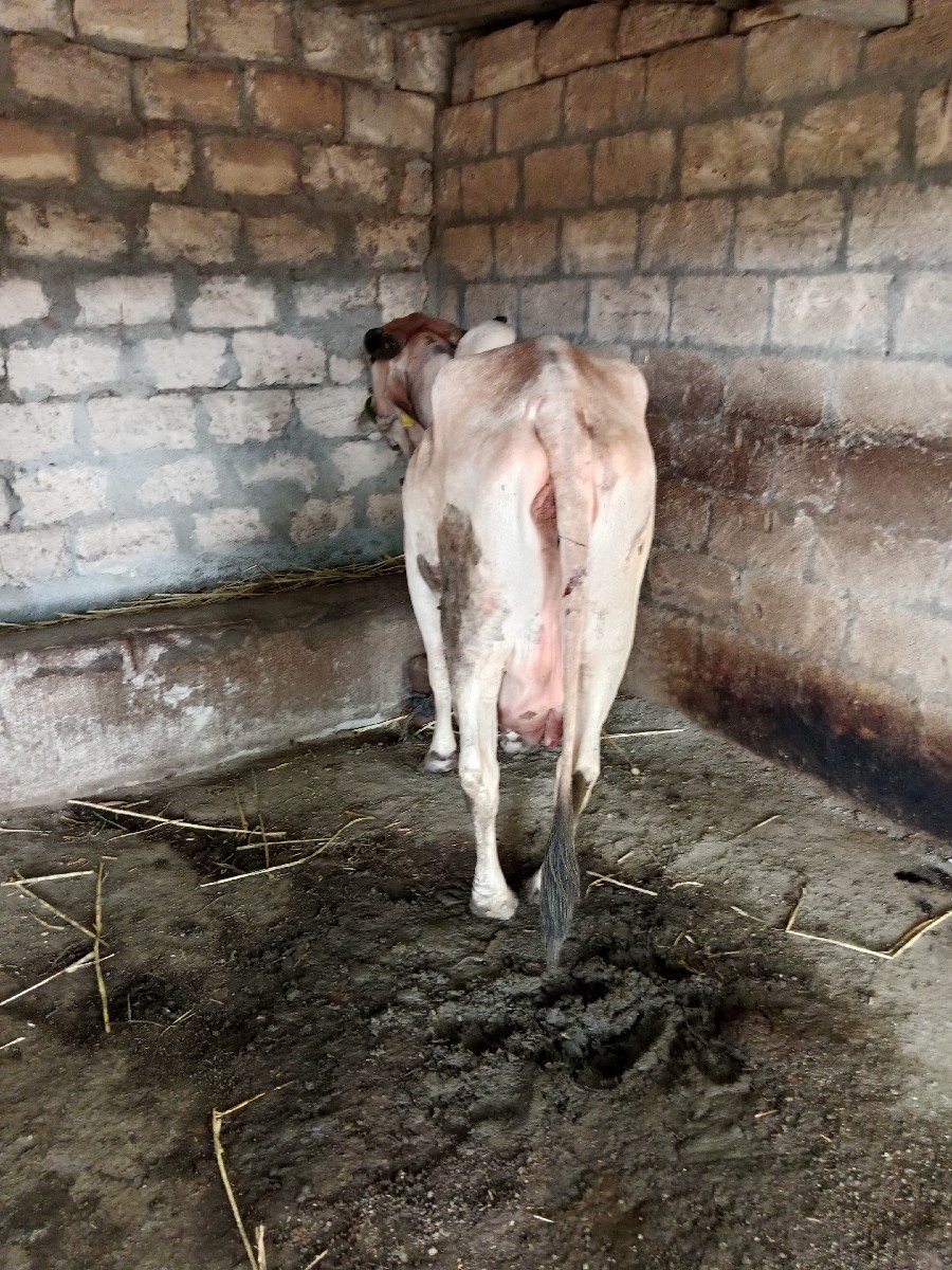 ગાયવેચવાનીછે
આચરતણછે
નીચેવાછડો