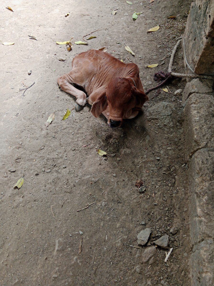 ગાયવેચવાનીછે
આચરતણછે
નીચેવાછડો