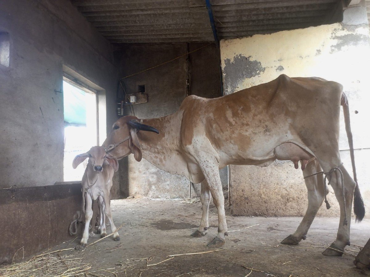 ગાય વેચવાની છે
