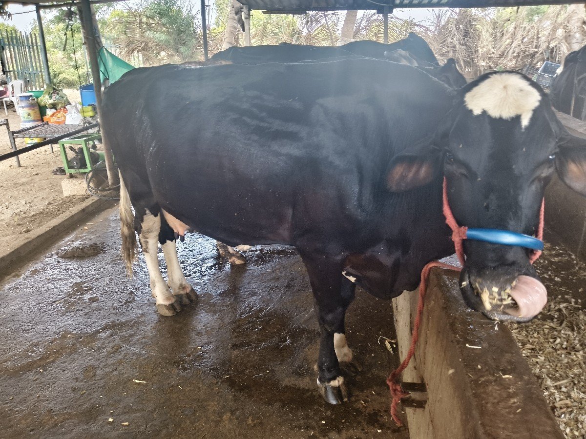 વેસવાની સે