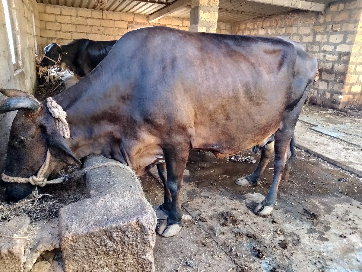 ગાય વેચવાની છે