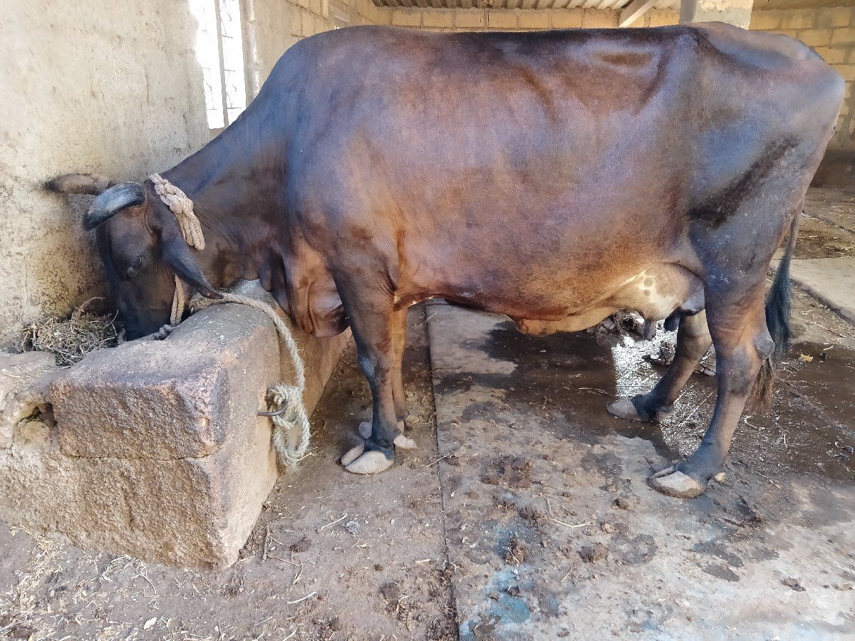 ગાય વેચવાની છે