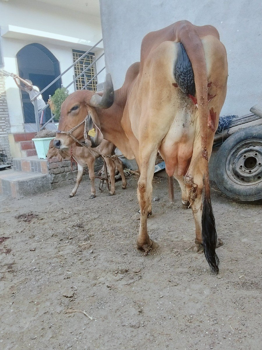 દેસીવોડકીવેસવાની શે