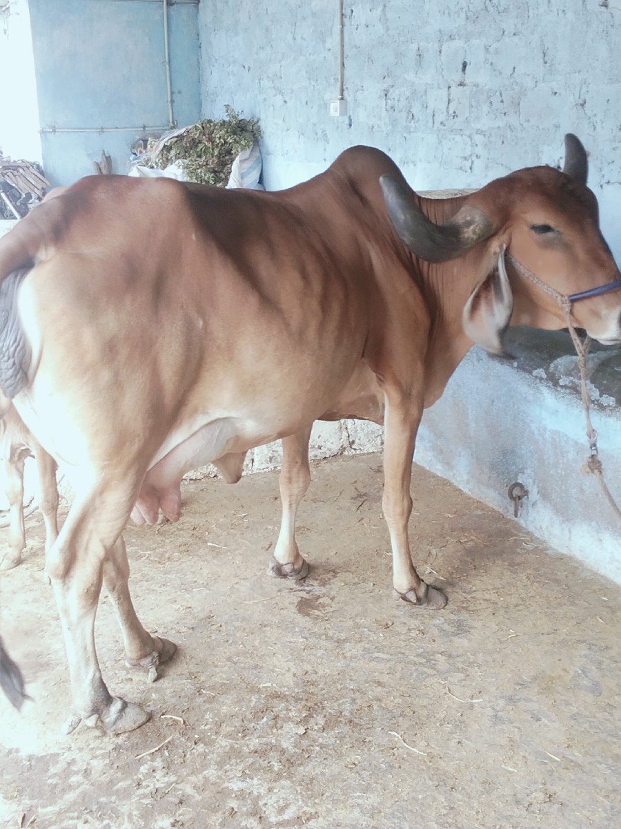 દેસીવોડકીવેસવાની શે