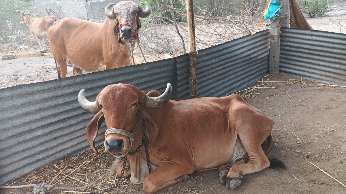ગાય વેચવાની છે