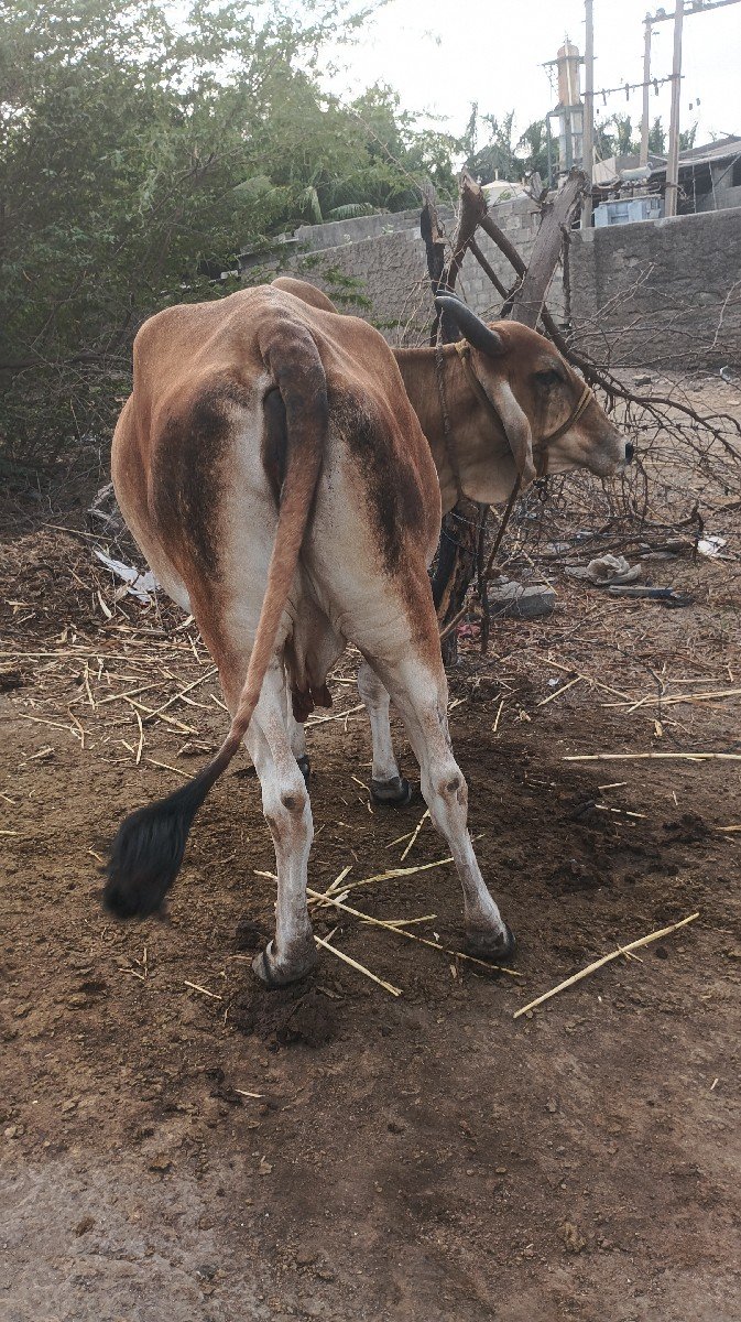 ગાય વેચવાની છે