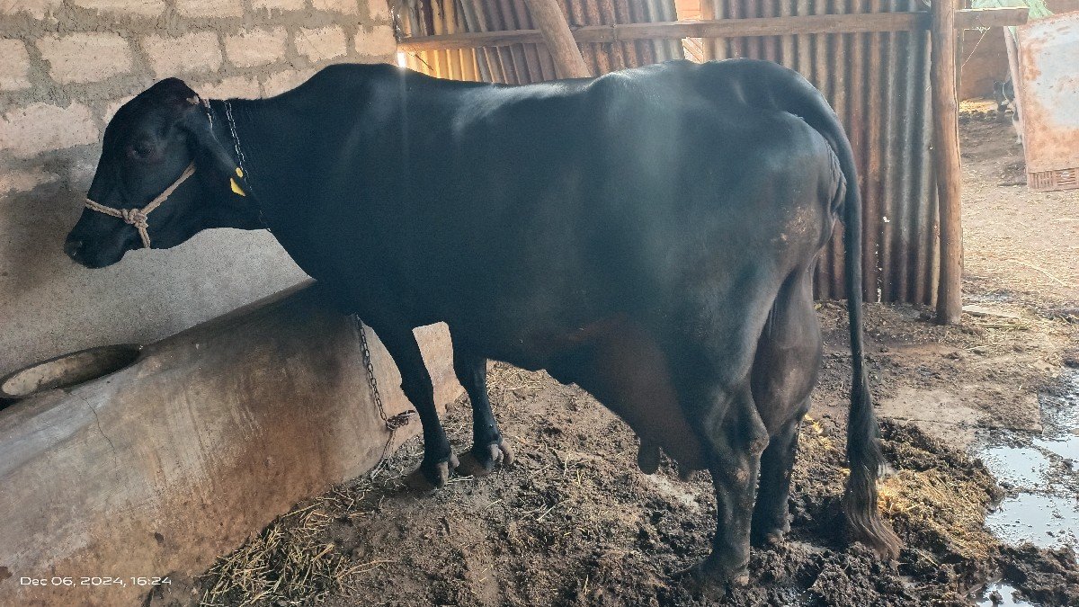 ગાય વેચવાની છે
