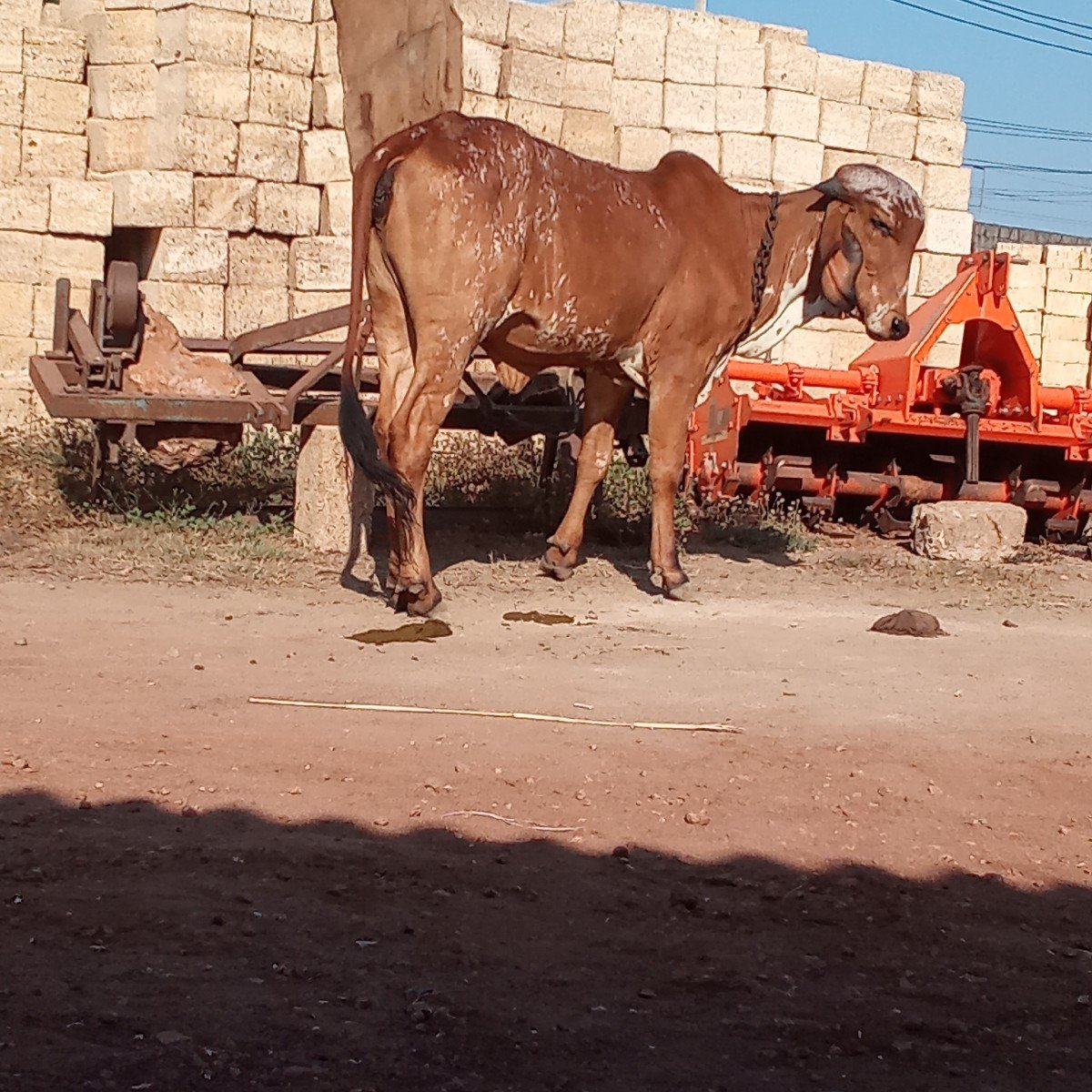 ગીર વાછડી વેચવાની છે...