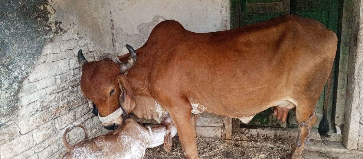 બે ગાય વેચવાની છે