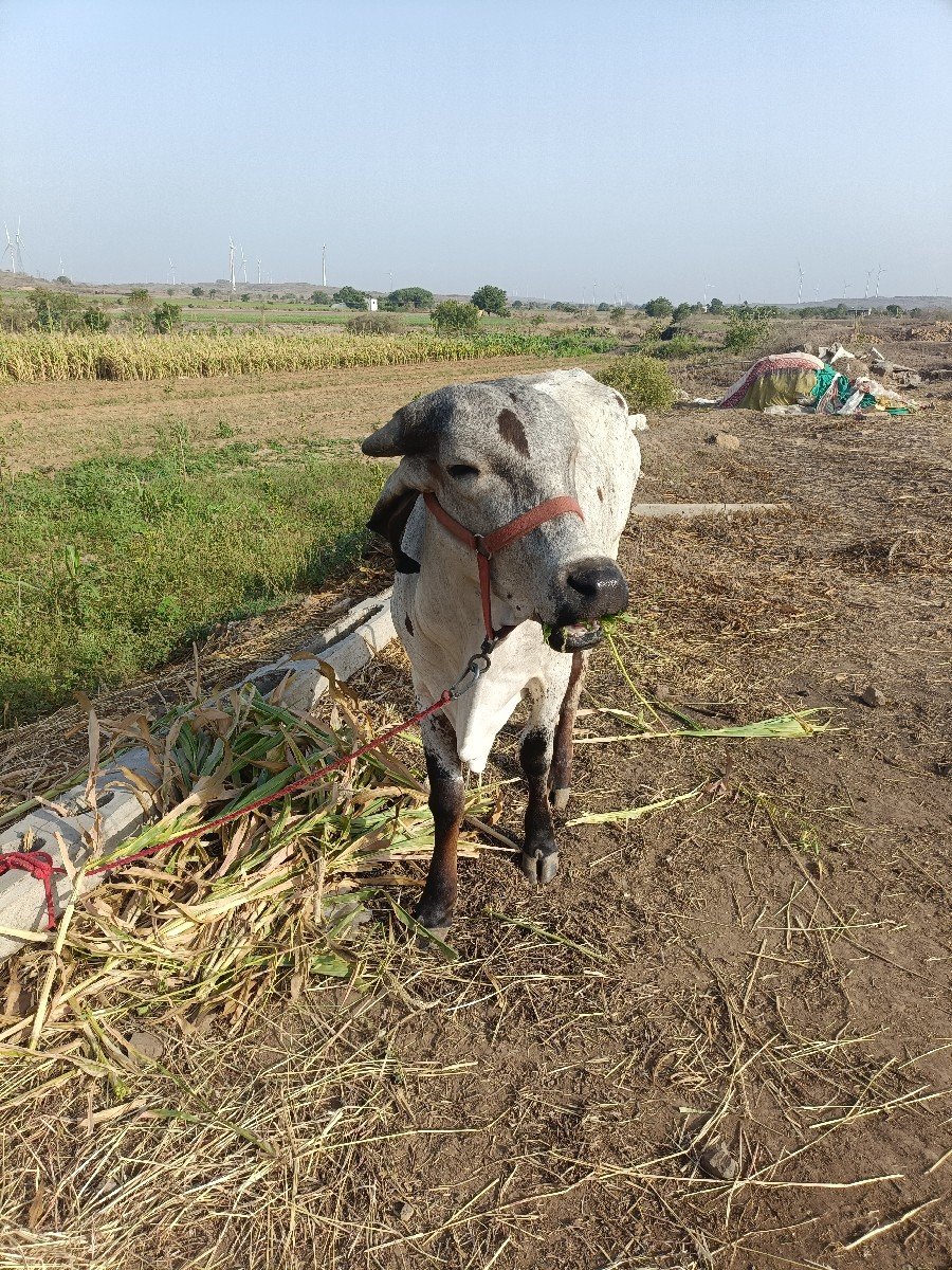 વાછળી વેચવાની છે