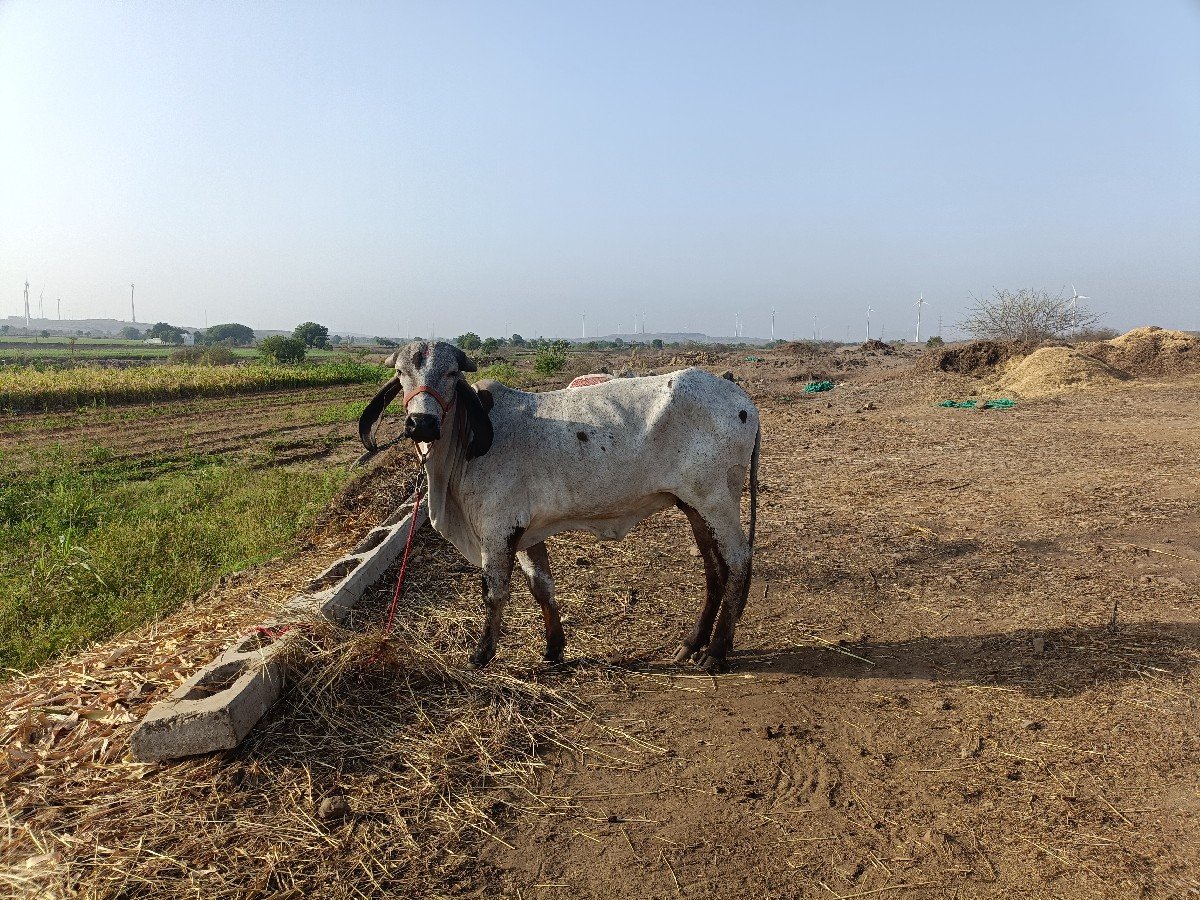 વાછળી વેચવાની છે