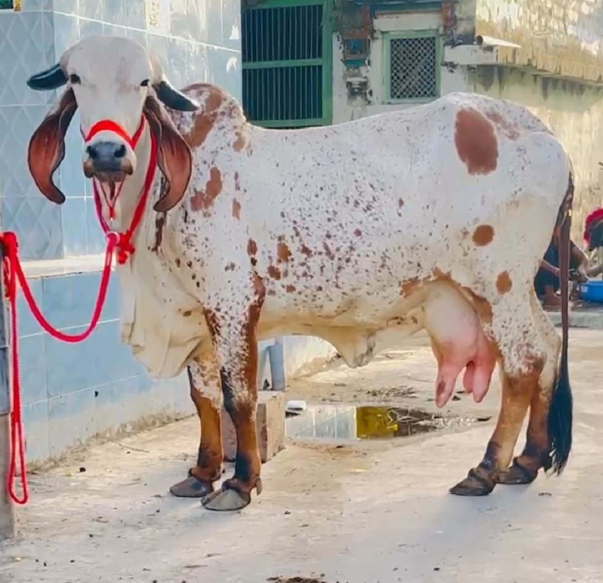 ઓરીજનલ કાબરી હોડકી વેચવાની છે