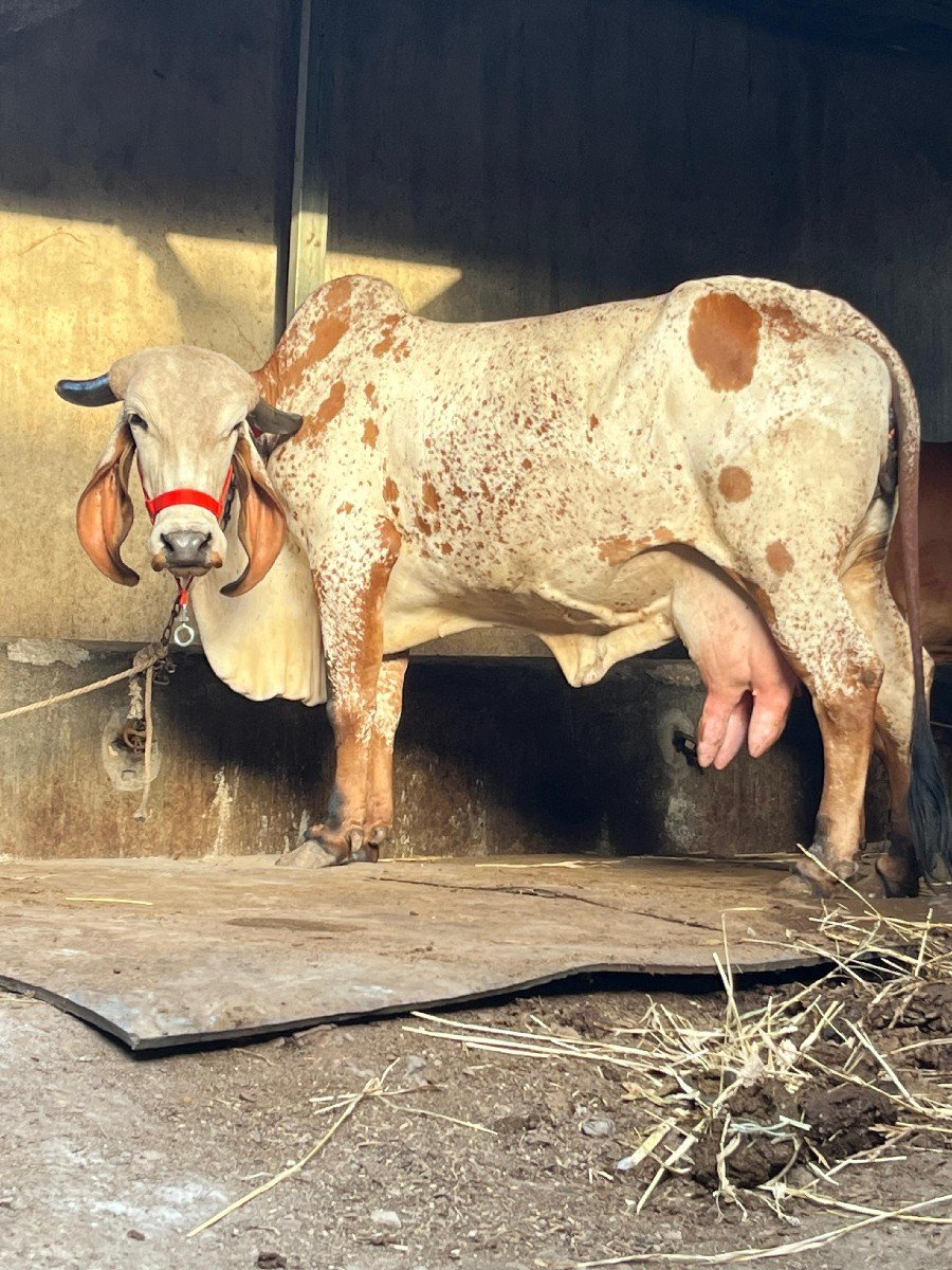ઓરીજનલ કાબરી હોડકી વેચવાની છે