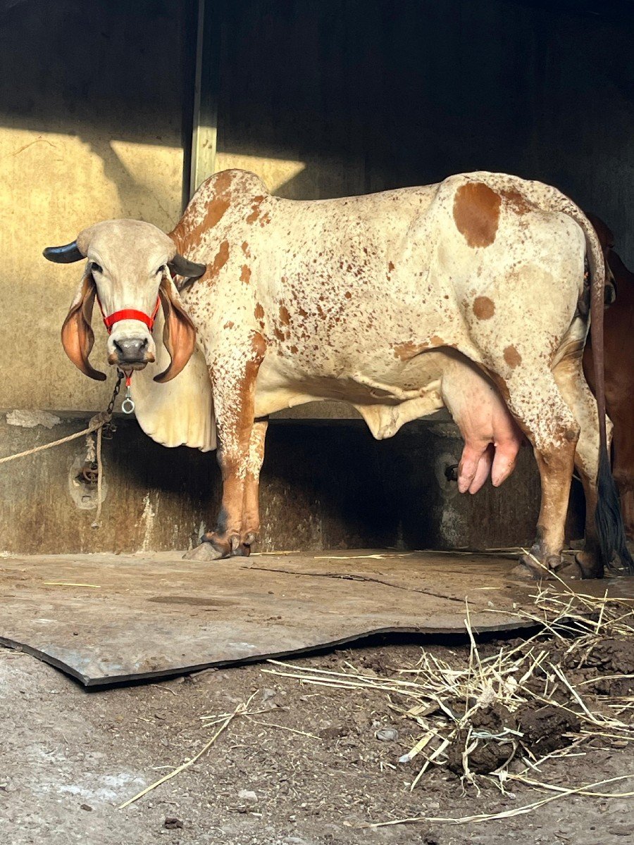 ઓરીજનલ કાબરી હોડકી વેચવાની છે
