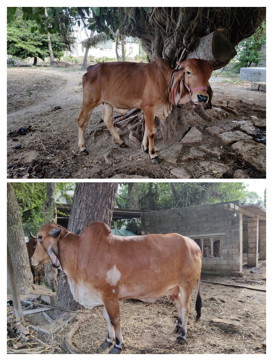ગાય વેચવાની છે