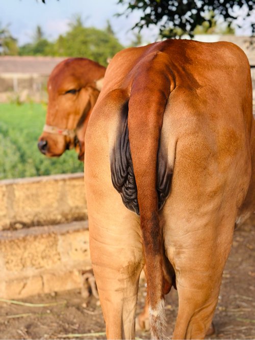 ગાય વેસવાની છે.20 દિવસ ની કાશી છે