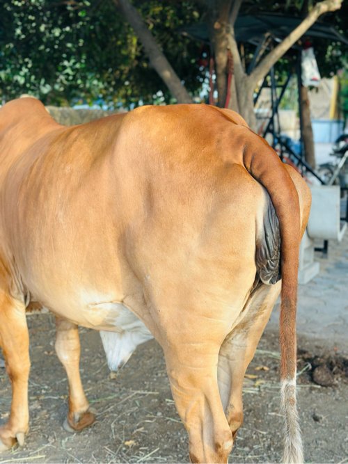 ગાય વેસવાની છે.20 દિવસ ની કાશી છે