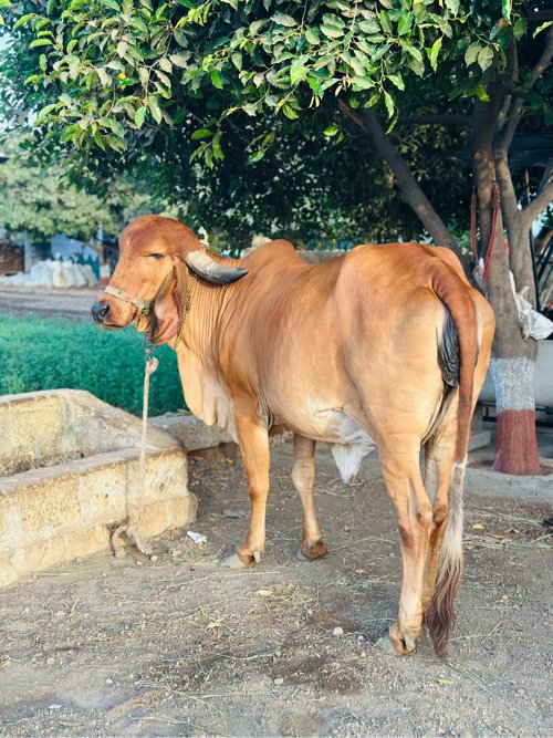 ગાય વેસવાની છે.20 દિવસ ની કાશી છે
