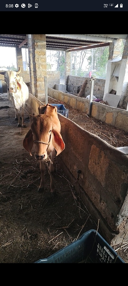 શ્વેતકપિલા ગાયને વાછડી