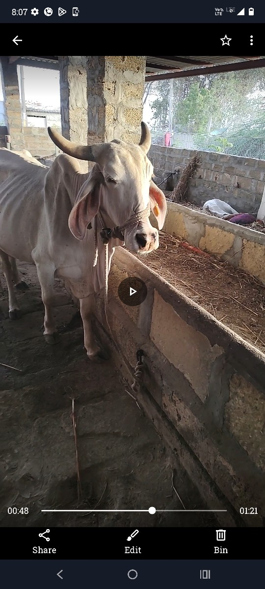 શ્વેતકપિલા ગાયને વાછડી