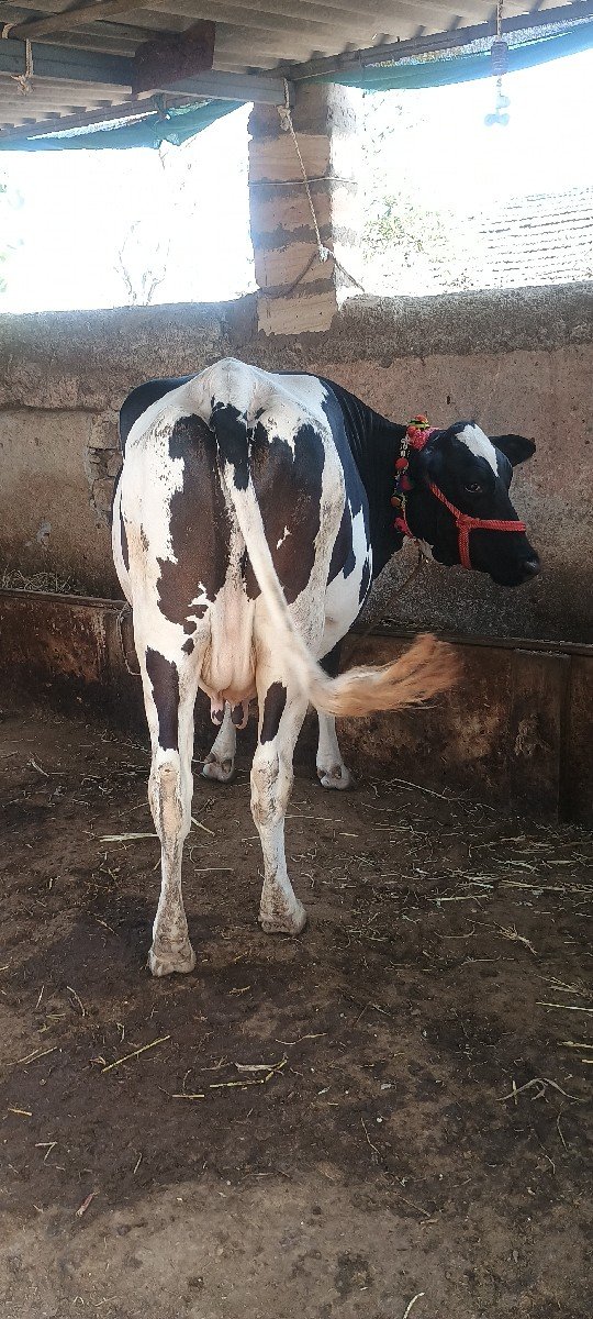 બંને ગાયો એક સાથે આપી દેવાની