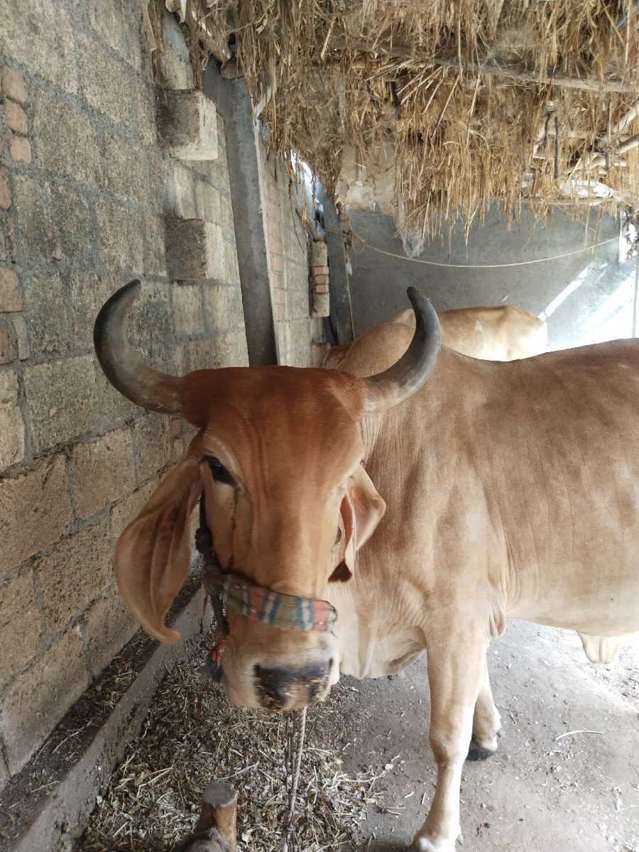 ગાય વેચવાની છે