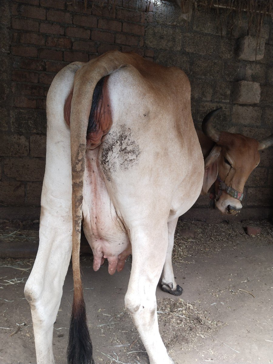 ગાય વેચવાની છે