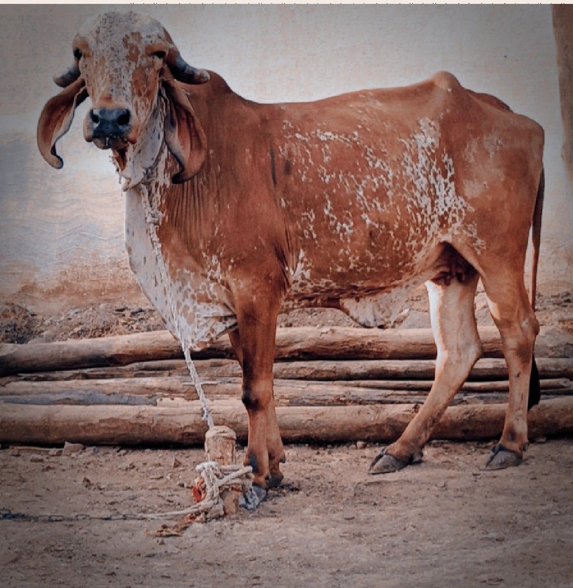ગીર હોડકી વેચવાની છે