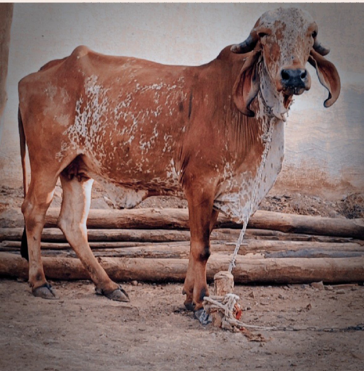 ગીર હોડકી વેચવાની છે