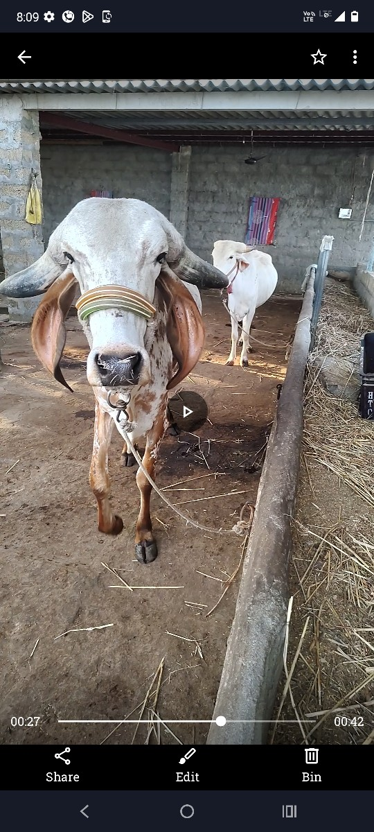 શ્વેતકપિલા ગાયને વાછડી